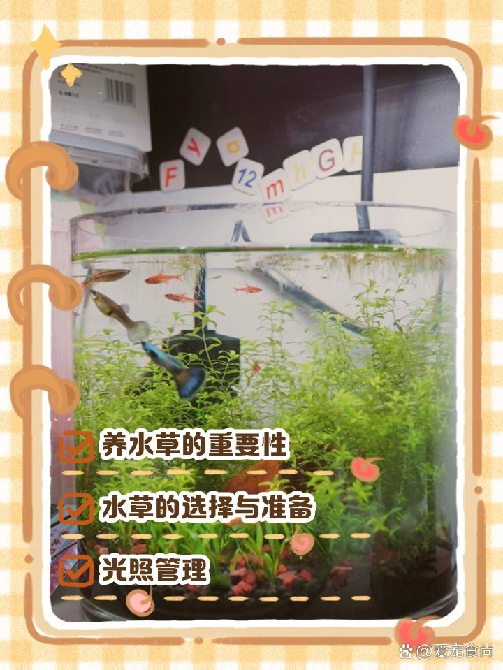 缸養水草的正確方法 缸養水草的正確方法 龍魚論壇 第6張