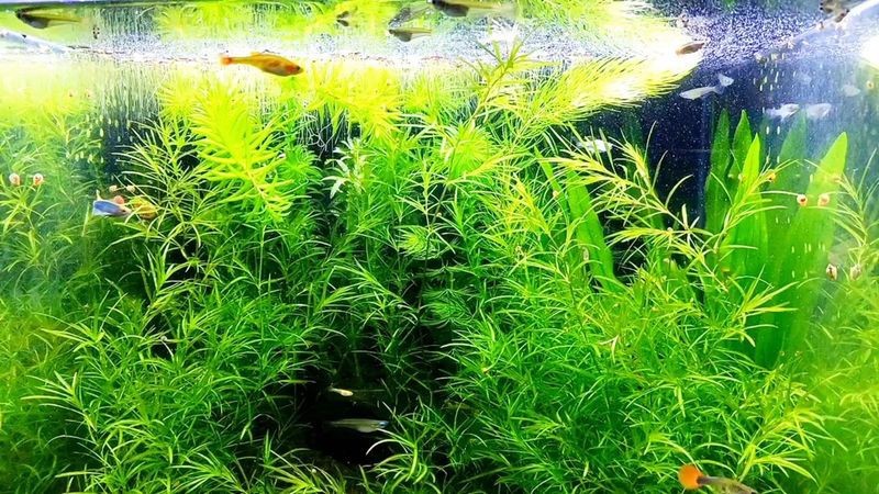 缸養水草的正確方法 缸養水草的正確方法 龍魚論壇 第7張