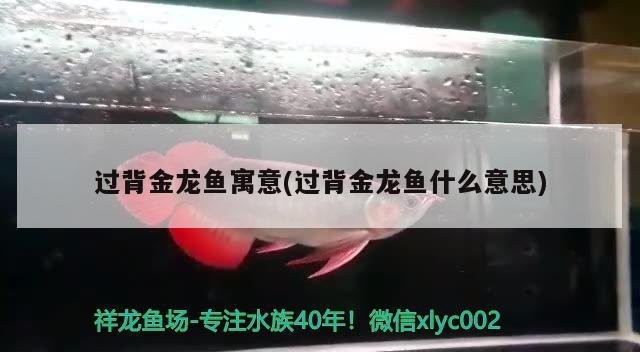 過背金龍魚是吉兆還是兇兆 過背金龍魚是吉兆還是兇兆 龍魚論壇 第1張