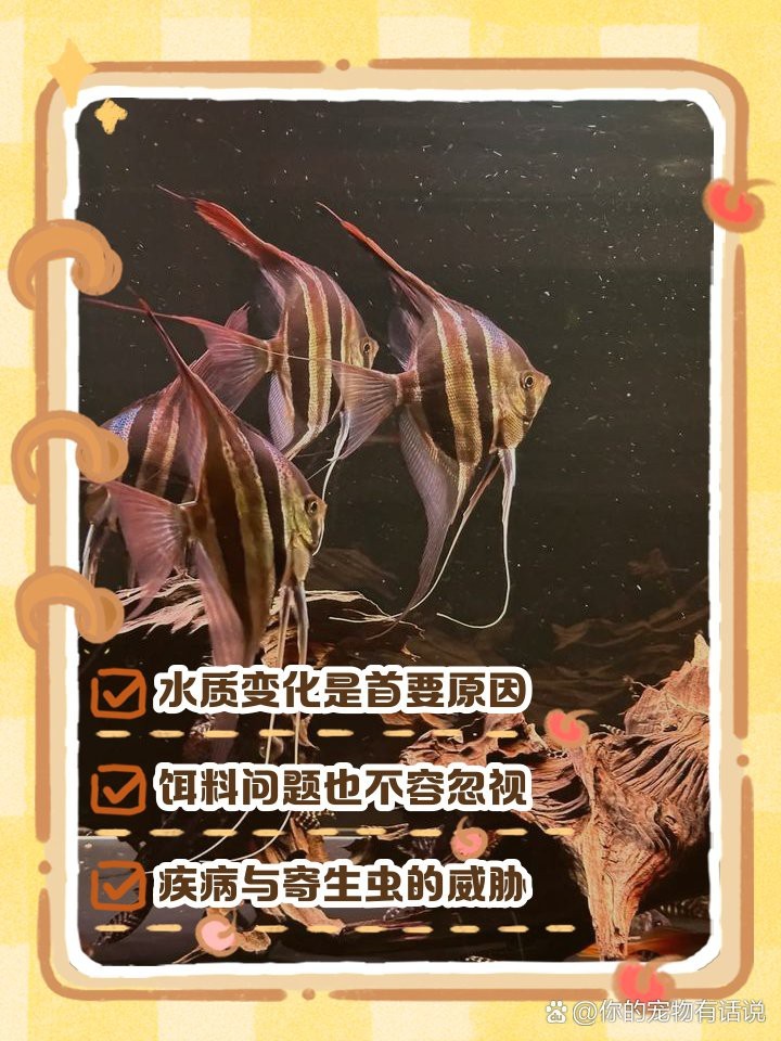 神仙魚(yú)為什么容易死