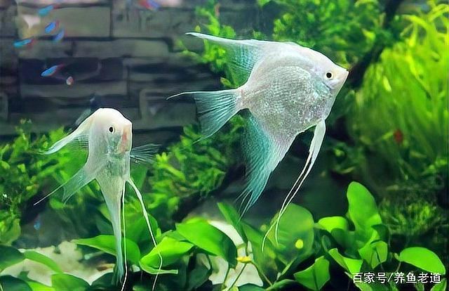 神仙魚(yú)為什么容易死