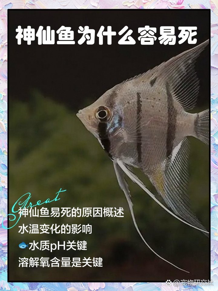神仙魚(yú)為什么容易死
