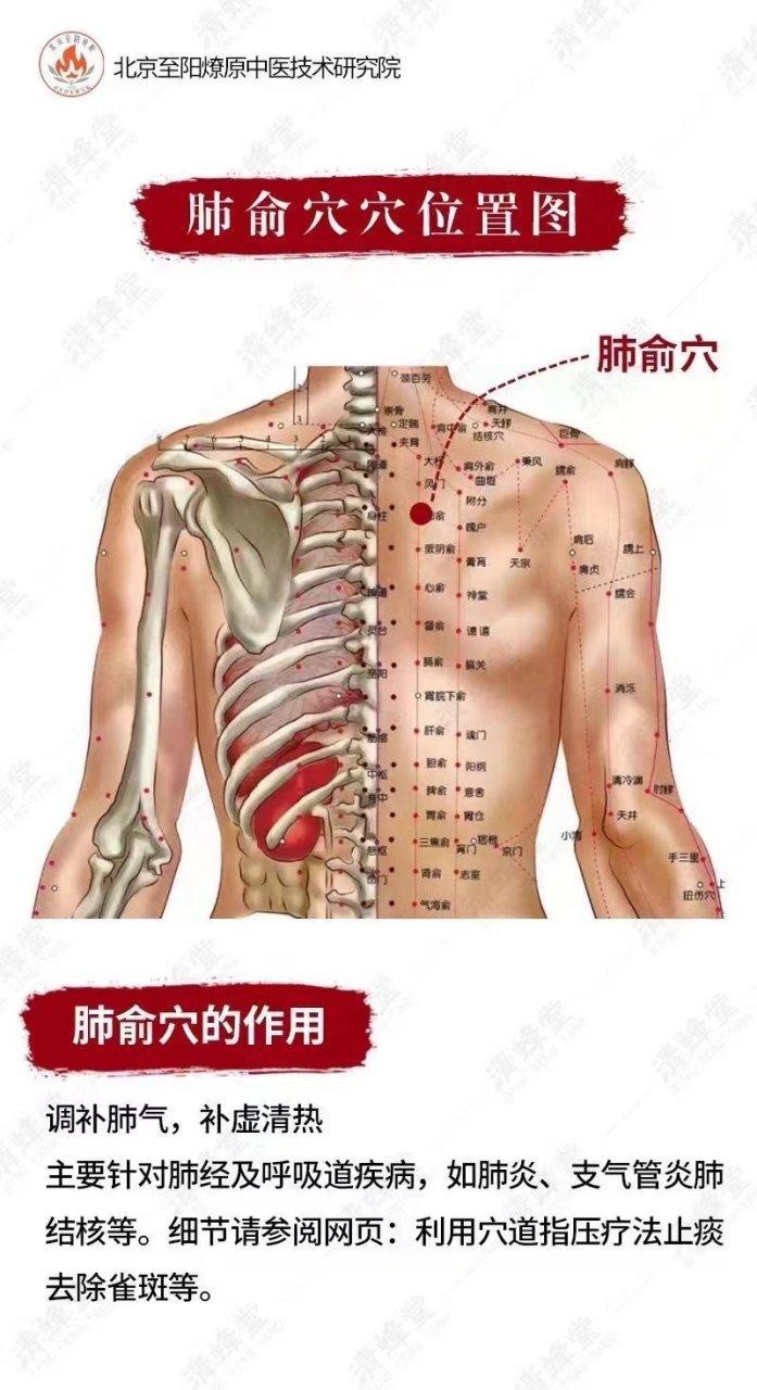 肺俞的準確位置圖