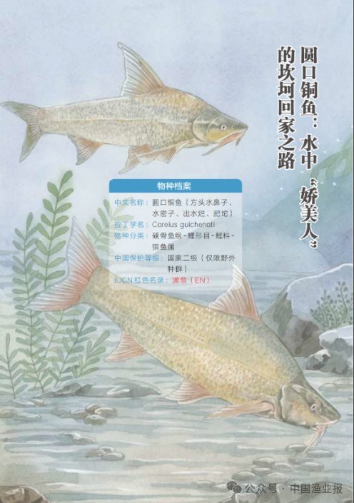 水鼻子魚價格表最新