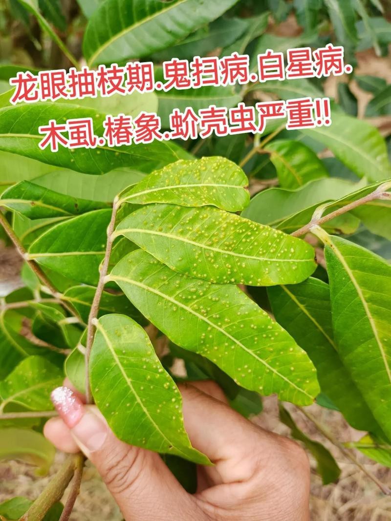 有沒有圖片展示龍眼白霧癥狀？