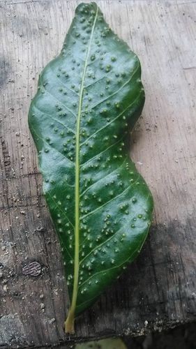有沒有圖片展示龍眼白霧癥狀？