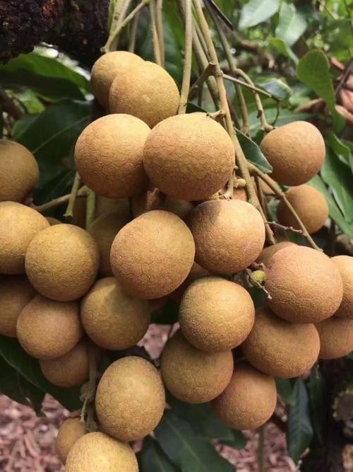 有沒有圖片展示龍眼白霧癥狀？