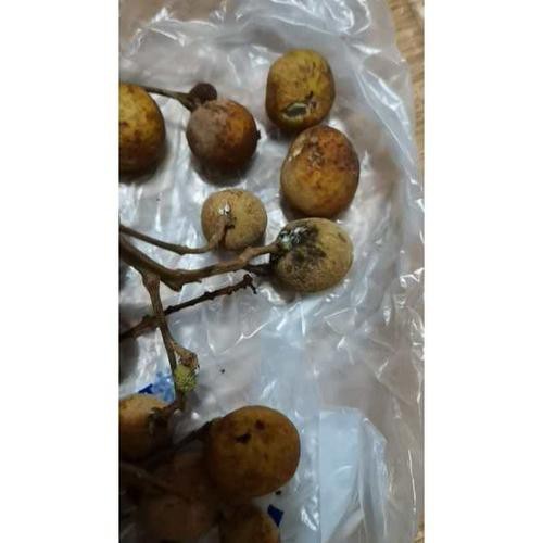 有沒有圖片展示龍眼白霧癥狀？