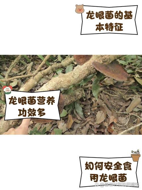有沒有圖片展示龍眼白霧癥狀？