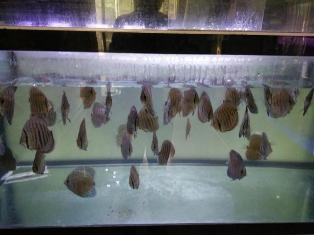銀龍魚混養(yǎng)最佳搭配圖解視頻