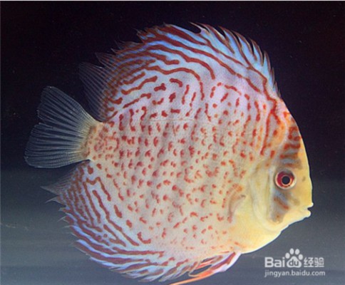 紅龍魚用黃燈烤有用嗎 湖州康山街道魚景水族館(湖州康山街道魚景水族館地址) 全國水族館企業名錄 湖州康山街道魚景水族館(湖州康山街道魚景水族館地址) 湖州康山街道魚景水族館(湖州康山街道魚景水族館地址) 全國水族館企業名錄