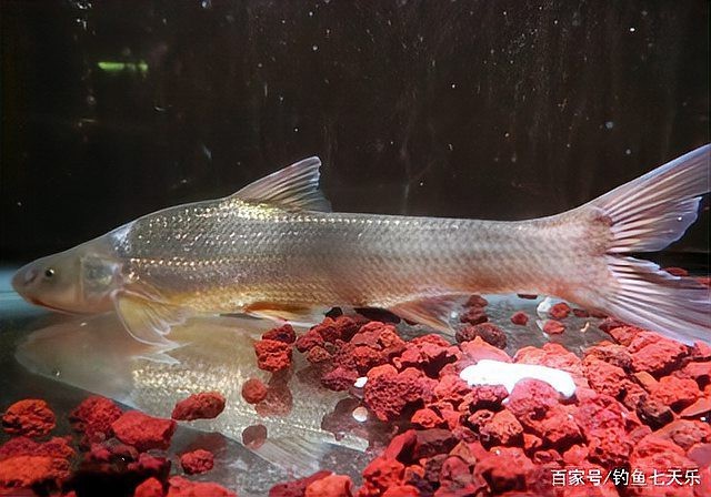 水鼻子魚哪里買最便宜