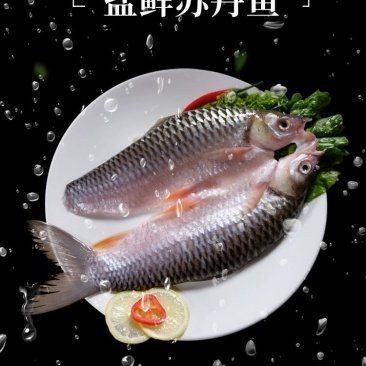 皇帝魚多少錢一斤