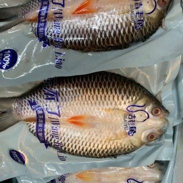 皇帝魚多少錢一斤