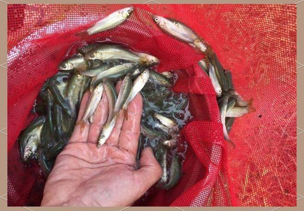 皇帝魚多少錢一斤