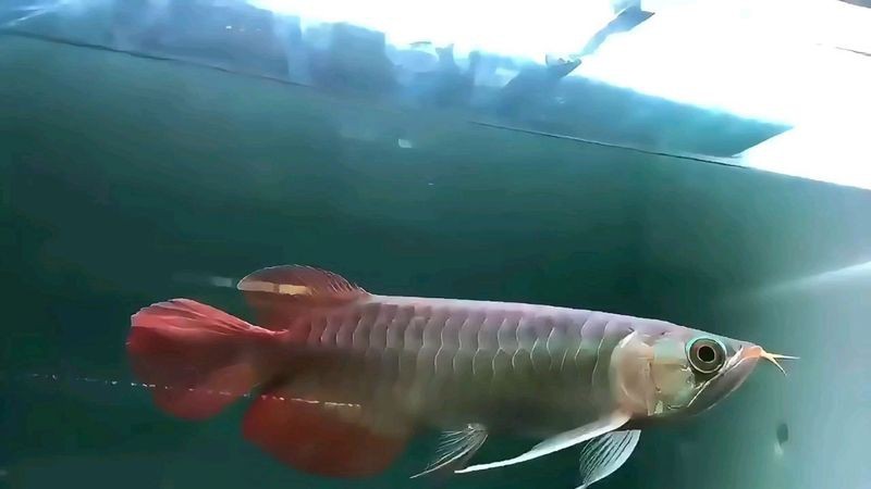 短身福龍魚多少錢一只