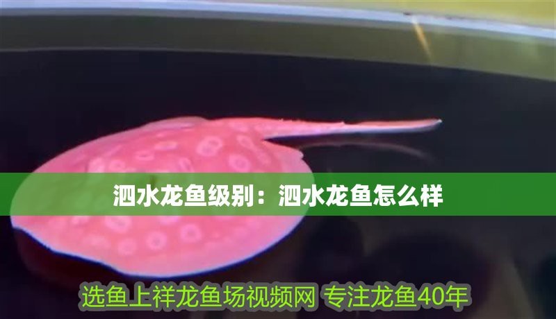 泗水龍魚分等級1-7哪個品種好