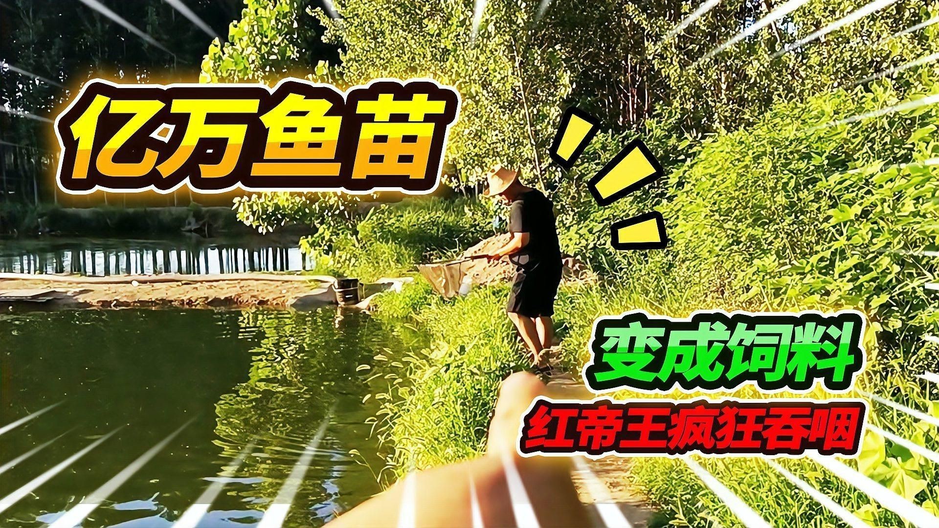 紅帝王雷龍怎么養才會紅