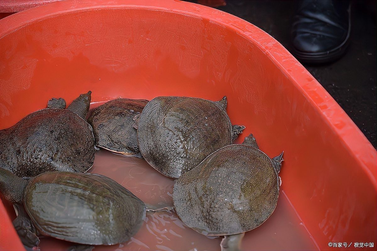 家里怎樣養甲魚