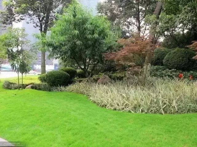 龍眼紅眼樹如何布局？ 龍眼紅眼樹如何布局？ 龍魚百科 第9張