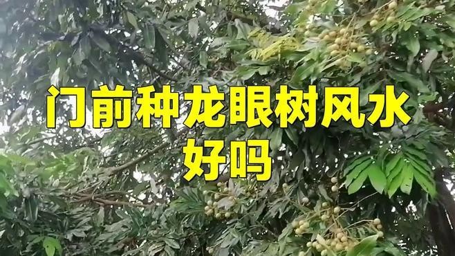 龍眼紅眼樹如何布局？ 龍眼紅眼樹如何布局？ 龍魚百科 第6張