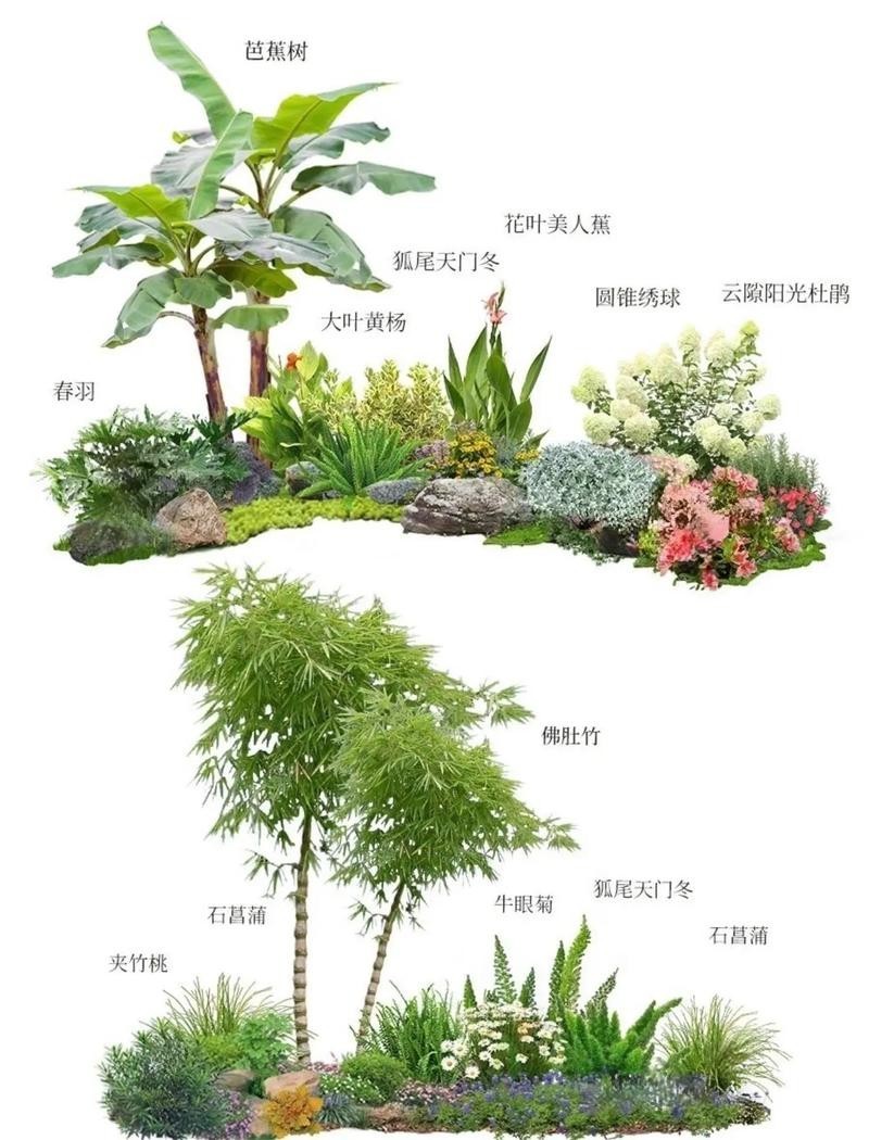 龍眼紅眼樹如何布局？ 龍眼紅眼樹如何布局？ 龍魚百科 第10張