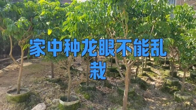 龍眼紅眼樹如何布局？ 龍眼紅眼樹如何布局？ 龍魚百科 第5張