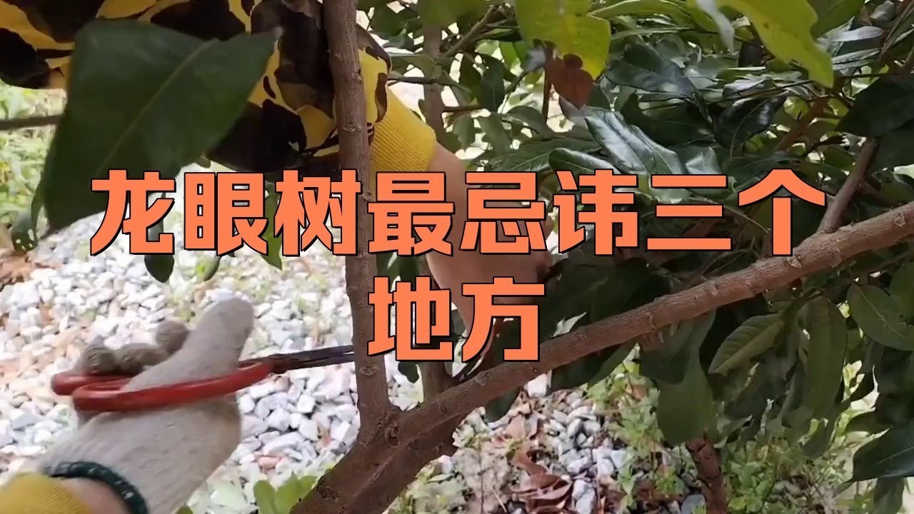 龍眼紅眼樹如何布局？ 龍眼紅眼樹如何布局？ 龍魚百科 第2張