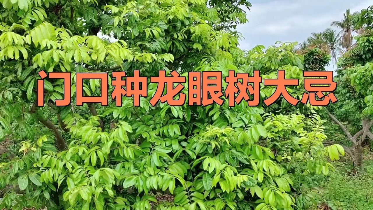 龍眼紅眼樹如何布局？ 龍眼紅眼樹如何布局？ 龍魚百科 第4張