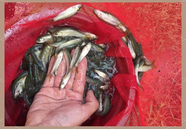 帝皇魚一斤價格表大全 帝皇魚一斤價格表大全 龍魚論壇 第2張