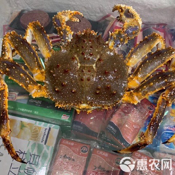 帝皇魚一斤價格表大全 帝皇魚一斤價格表大全 龍魚論壇 第4張