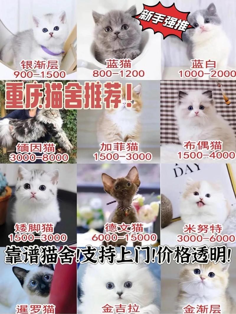 龍須貓的市場價格是多少？