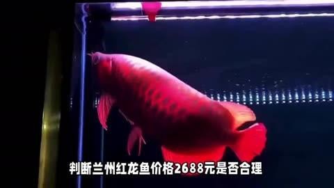 紅龍魚貴還是橙紅龍貴