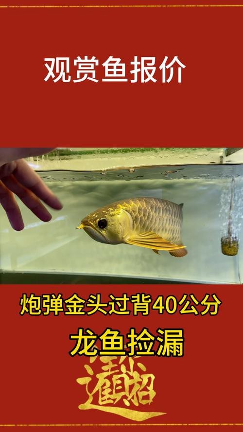 紅龍金龍魚價格表圖片大全 龍魚百科 第17張 紅龍金龍魚價格表圖片大全 紅龍金龍魚價格表圖片大全 龍魚百科 第17張