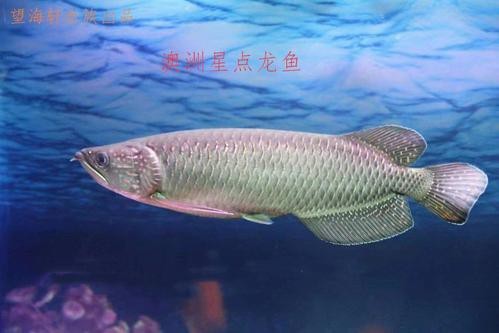 紅龍金龍魚價格表圖片大全 龍魚百科 第23張 紅龍金龍魚價格表圖片大全 紅龍金龍魚價格表圖片大全 龍魚百科 第23張
