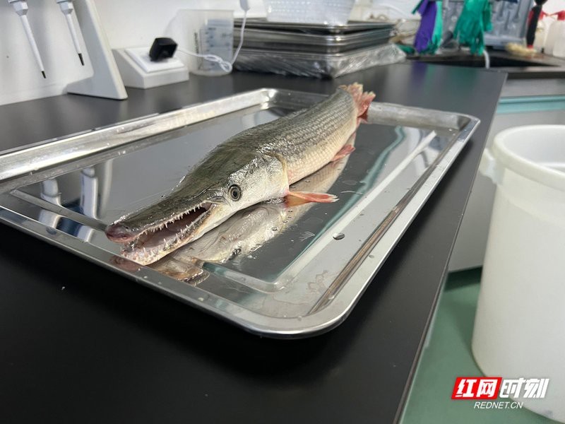 鱷雀鱔的毒性有多強