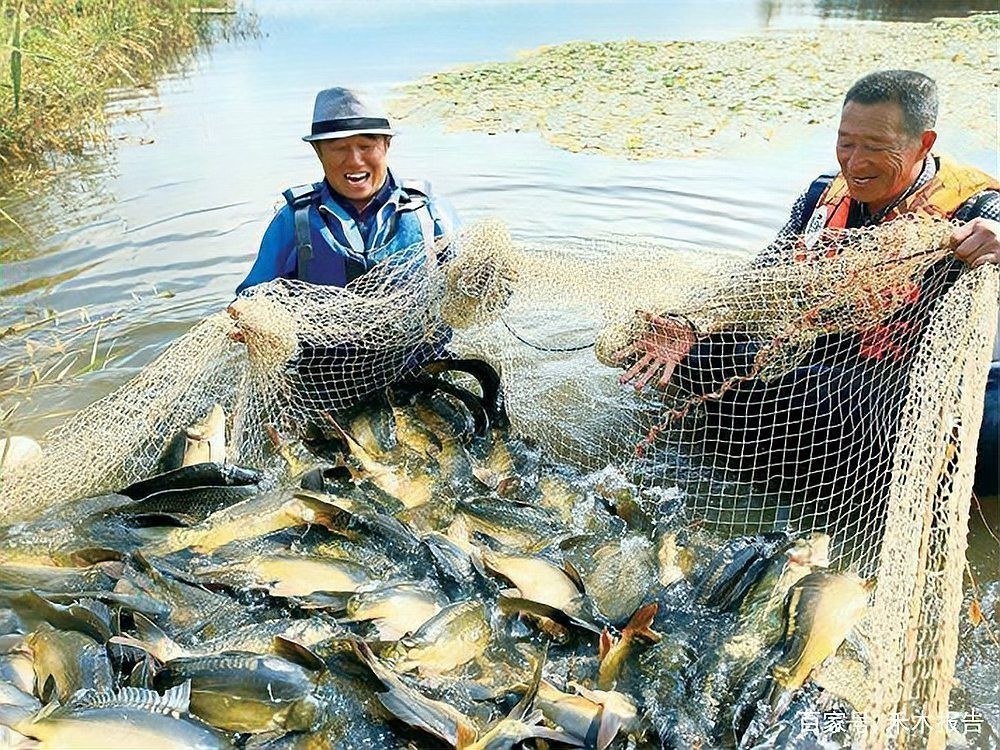 德式錦鯉為何不建議養