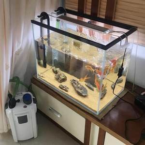 銀龍魚掉鱗是什么原因造成的（銀龍魚身上掉一個(gè)鱗片是什么原因）