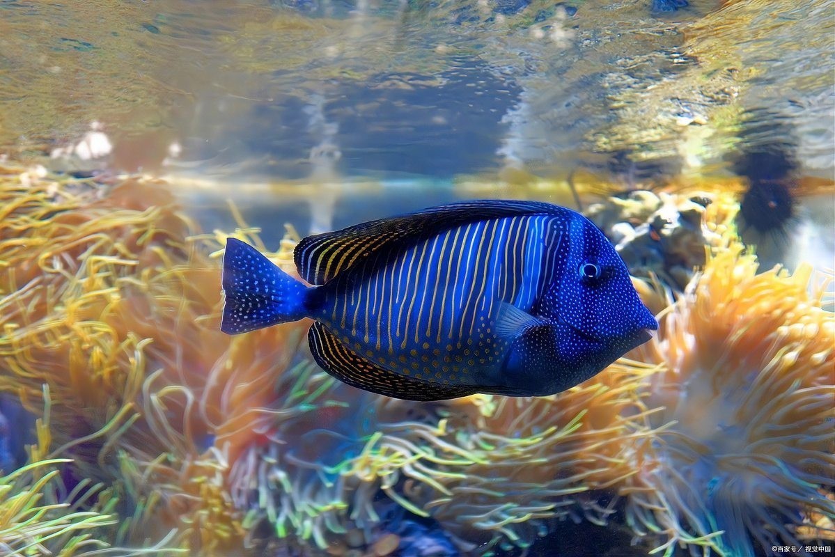銀龍魚白絮病需要多久才能治愈？ 銀龍魚白絮病需要多久才能治愈？ 龍魚百科 第3張