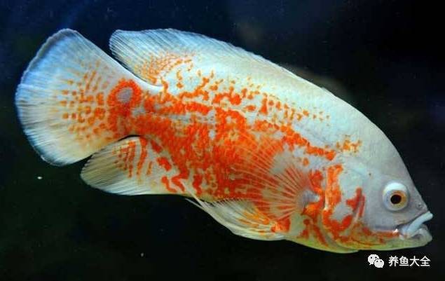 地圖魚斜著身子躺缸底