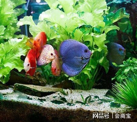 海拉爾區可麗愛水族館（海拉爾區可麗愛水族館電話） 海拉爾區可麗愛水族館（海拉爾區可麗愛水族館電話） 全國水族館企業名錄