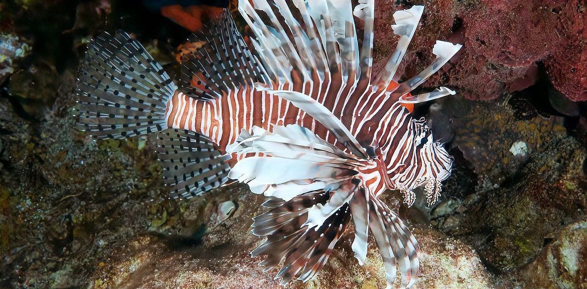 紅獅子魚