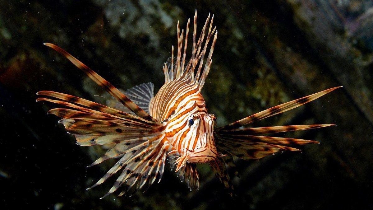 紅獅子魚
