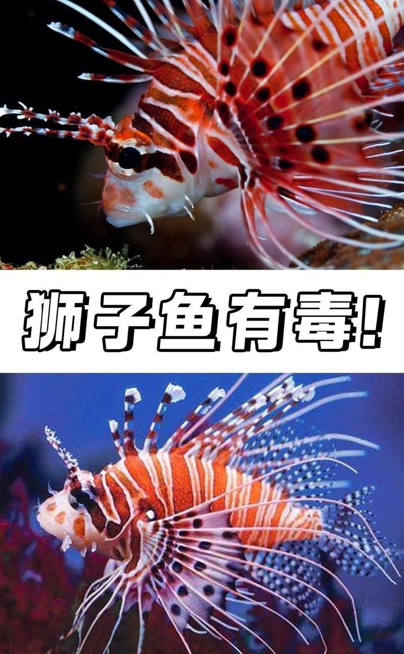 紅獅子魚