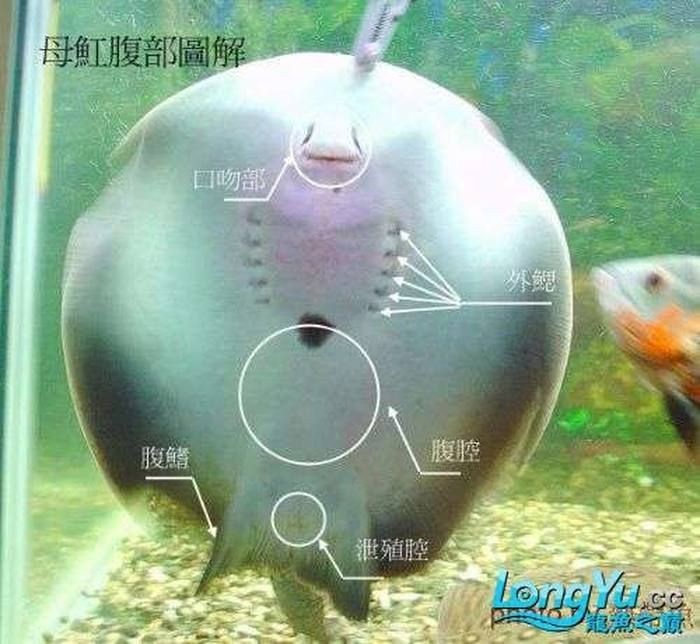 皇冠黑白魟魚有黃點