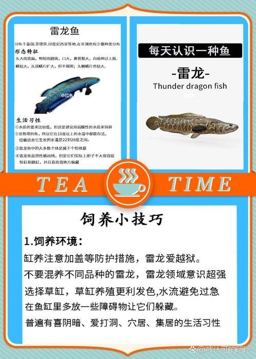 非洲雷龍魚(yú)圖片