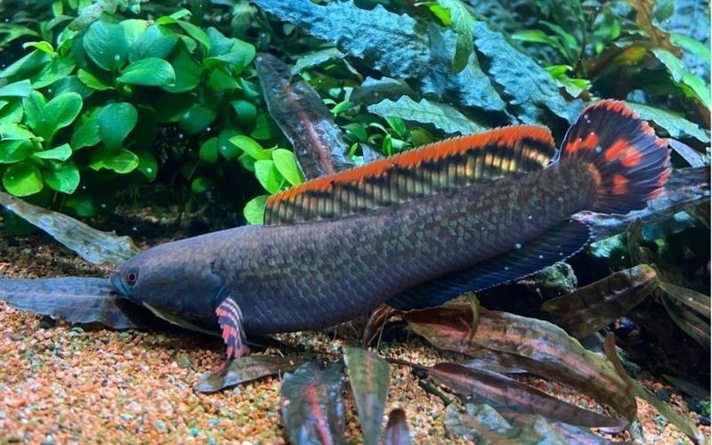 非洲雷龍魚(yú)圖片