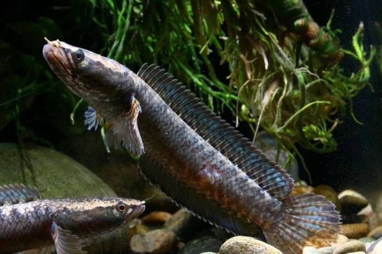 非洲雷龍魚(yú)圖片