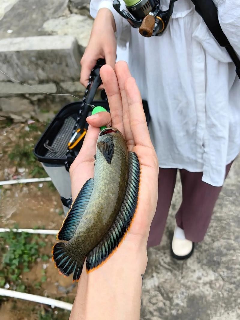 非洲雷龍魚(yú)圖片