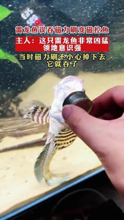 非洲雷龍魚(yú)圖片